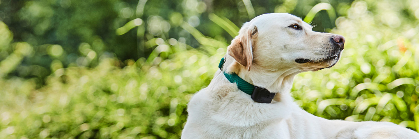 DogWatch of Chautauqua and Erie PA, Jamestown, New York | 1200Fence Slider Image