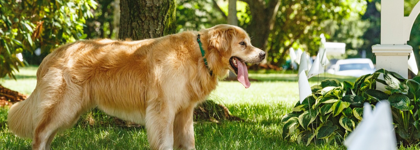 DogWatch of Chautauqua and Erie PA, Jamestown, New York | Outdoor Hidden Dog Fences Slider Image