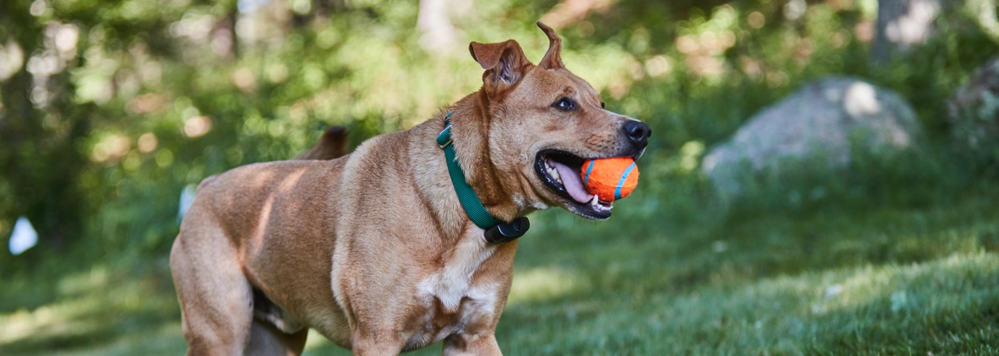 DogWatch of Chautauqua and Erie PA, Jamestown, New York | ProFenceX™ Slider Image